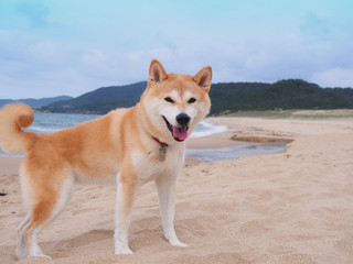 砂浜の柴犬