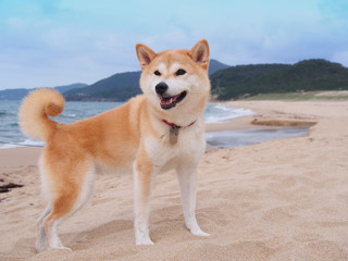 砂浜の柴犬