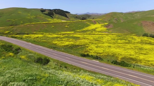 aerial shot over empty rural California road and over large yellow field of mustard wildflowers exploding in the spring