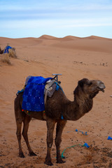 Camel during sunrise in the Erg Chebbi sand dunes in the Sahara Desert, Merzouga, Morocco