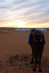 Back of a camel and desert camp during sunset in the Erg Chebbi sand dunes in the Sahara Desert, Merzouga, Morocco