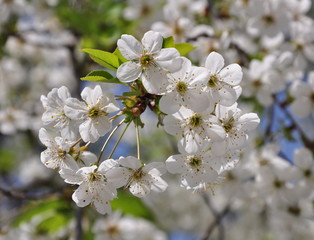 closeup of white cherry flowers on blue sky background, spring