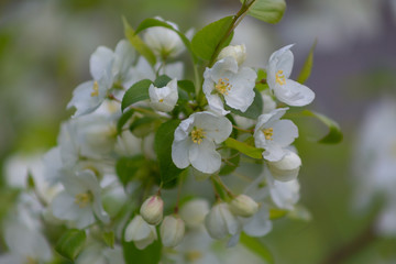 tree, apple, blossom, flower, blooming, spring, plant, nature, bloom, beautiful, season, flora, branch, trees, flowers, floral, pink, garden, beauty, green, color, background, white, natural, bright, 