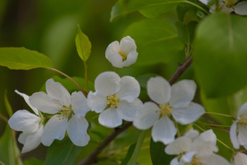tree, apple, blossom, flower, blooming, spring, plant, nature, bloom, beautiful, season, flora, branch, trees, flowers, floral, pink, garden, beauty, green, color, background, white, natural, bright, 