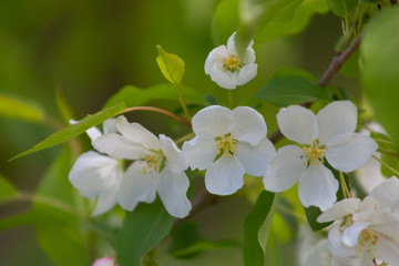 tree, apple, blossom, flower, blooming, spring, plant, nature, bloom, beautiful, season, flora, branch, trees, flowers, floral, pink, garden, beauty, green, color, background, white, natural, bright, 