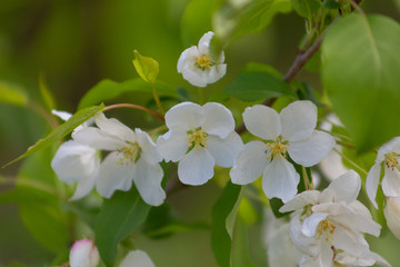 tree, apple, blossom, flower, blooming, spring, plant, nature, bloom, beautiful, season, flora, branch, trees, flowers, floral, pink, garden, beauty, green, color, background, white, natural, bright, 