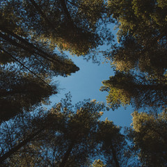 tall trees in a forest