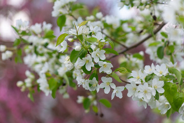 tree, apple, blossom, flower, blooming, spring, plant, nature, bloom, beautiful, season, flora, branch, trees, flowers, floral, pink, garden, beauty, green, color, background, white, natural, bright, 