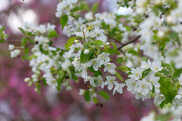 tree, apple, blossom, flower, blooming, spring, plant, nature, bloom, beautiful, season, flora, branch, trees, flowers, floral, pink, garden, beauty, green, color, background, white, natural, bright, 