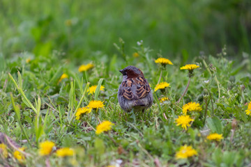 dandelion, background, dandelions, spring, nature, meadow, field, landscape, yellow, environment, green, flower, pollen, summer, season, flowers, plant, beautiful, sunlight, grass, sunny, countryside,