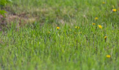 dandelion, background, dandelions, spring, nature, meadow, field, landscape, yellow, environment, green, flower, pollen, summer, season, flowers, plant, beautiful, sunlight, grass, sunny, countryside,