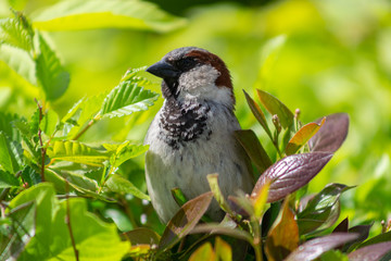 sparrow, branch, sparrows, bird, nature, wild, wildlife, animal, tree, background, close, house, feather, beak, avian, songbird, cute, brown, outdoors, up, wing, ornithology, beautiful, closeup, perch