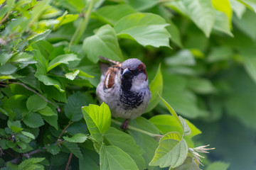 sparrow, branch, sparrows, bird, nature, wild, wildlife, animal, tree, background, close, house, feather, beak, avian, songbird, cute, brown, outdoors, up, wing, ornithology, beautiful, closeup, perch
