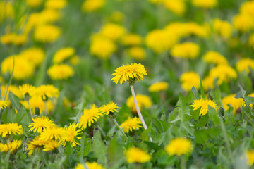dandelion, background, dandelions, spring, nature, meadow, field, landscape, yellow, environment, green, flower, pollen, summer, season, flowers, plant, beautiful, sunlight, grass, sunny, countryside,