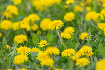 dandelion, background, dandelions, spring, nature, meadow, field, landscape, yellow, environment, green, flower, pollen, summer, season, flowers, plant, beautiful, sunlight, grass, sunny, countryside,
