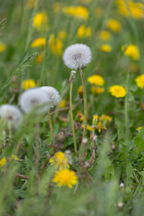 dandelion, background, dandelions, spring, nature, meadow, field, landscape, yellow, environment, green, flower, pollen, summer, season, flowers, plant, beautiful, sunlight, grass, sunny, countryside,