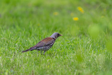 bird, grass, green, little, background, closeup, nature, park, field, natural, animal, brown, thai, white, lawn, standing, birds, summer, environment, meadow, feather, beak, bright, sunlight, thailand