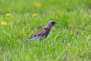 bird, grass, green, little, background, closeup, nature, park, field, natural, animal, brown, thai, white, lawn, standing, birds, summer, environment, meadow, feather, beak, bright, sunlight, thailand
