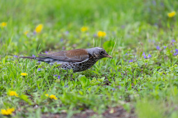 bird, grass, green, little, background, closeup, nature, park, field, natural, animal, brown, thai, white, lawn, standing, birds, summer, environment, meadow, feather, beak, bright, sunlight, thailand