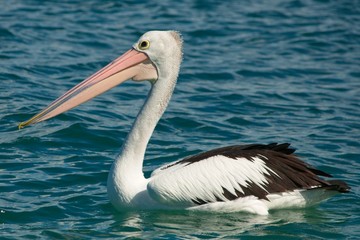 Fototapeta na wymiar Closeup of australian pelican swimming close to shore.