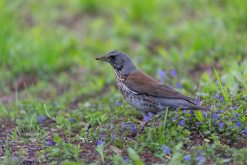 bird, grass, green, little, background, closeup, nature, park, field, natural, animal, brown, thai, white, lawn, standing, birds, summer, environment, meadow, feather, beak, bright, sunlight, thailand