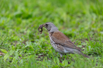bird, grass, green, little, background, closeup, nature, park, field, natural, animal, brown, thai, white, lawn, standing, birds, summer, environment, meadow, feather, beak, bright, sunlight, thailand