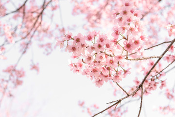 soft blur of pink flowers