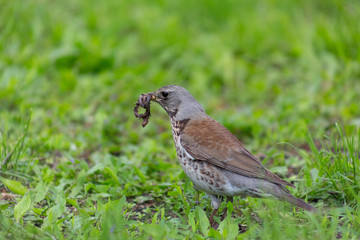 bird, grass, green, little, background, closeup, nature, park, field, natural, animal, brown, thai, white, lawn, standing, birds, summer, environment, meadow, feather, beak, bright, sunlight, thailand