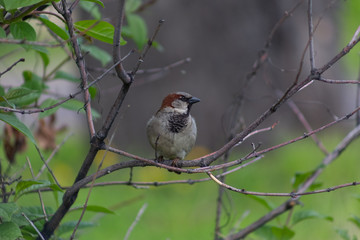 sparrow, branch, sparrows, bird, nature, wild, wildlife, animal, tree, background, close, house, feather, beak, avian, songbird, cute, brown, outdoors, up, wing, ornithology, beautiful, closeup, perch
