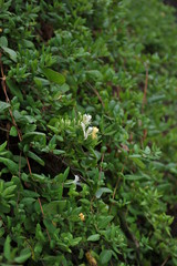 yellow and white flowers close-up against a wall overgrown with green leaves, summer in the garden