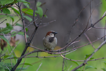 sparrow, branch, sparrows, bird, nature, wild, wildlife, animal, tree, background, close, house, feather, beak, avian, songbird, cute, brown, outdoors, up, wing, ornithology, beautiful, closeup, perch