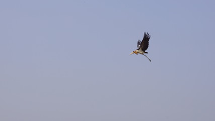 Greater Adjutant