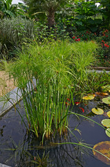 A view into the sunken garden with Cyperus papyrus in a water feature