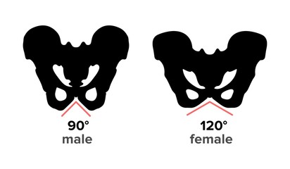 Anatomy of human male and female pelvic bone structure - Vector