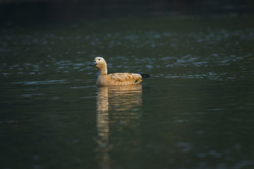 A grooming display by the Ruddy shelduck closeup at keoladeo national park, bharatpur bird sanctuary, rajasthan, india	