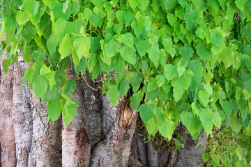 Green leaves of the big Bodhi tree nature background