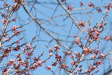 wild pink apricot blossom on blue sky background