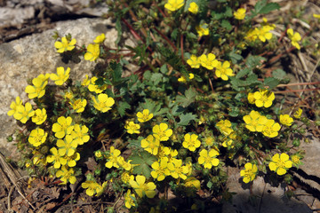 Obraz premium wild yellow flowers in spring