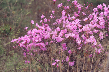 Obraz premium wild pink azalea on the mountain