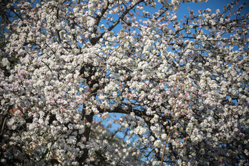 A big white blooming tree in a day light. Spring time