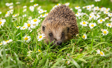 Hedgehog in the garden, (Scientific name: Erinaceus Europaeus) wild, free roaming hedgehog, taken from wildlife garden hide to monitor health and population of this declining mammal, space for copy	