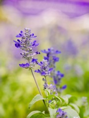 Blue Salvia, Blue Flower, Purple
