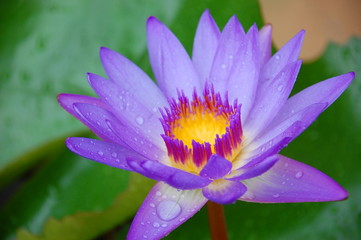 lotus in pond