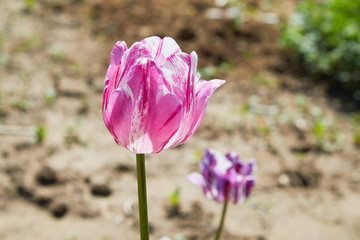 Tulip flowers with white-pink specks and fringed of petals. Purple and white parrot tulips outdoors. Close-up of a Rembrandt colouring Crispa tulip in pink and white mixture in a flowerbed