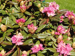 Lush pink shrubs blooming rhododendron and hard shiny leaves