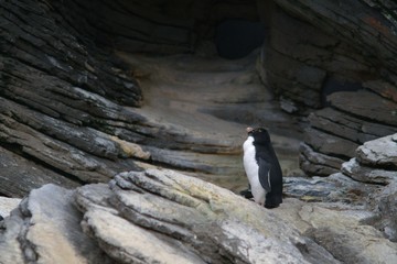Obraz premium View of penguin against rocky background