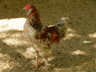 Light brown chicken with dignity walks in the sand, close-up