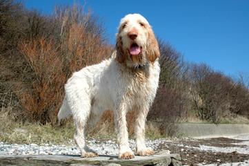 White-orange spinone dog stands at a beach in sunlight
