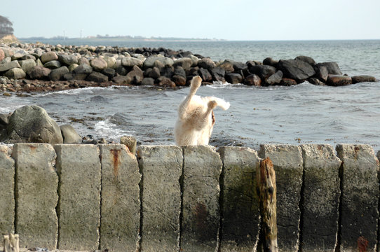 A white dog has jumped a concrete wall, but doe not eem to have a good landing