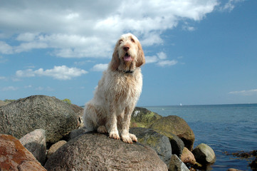 White-orange spinone dog sits on stones at a beach